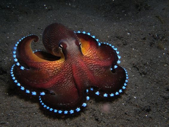 3 octopus dna