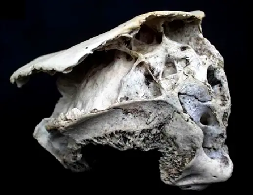 4 Alien Skull Was Found In Rhodope Mountains Maybe Another Cover up