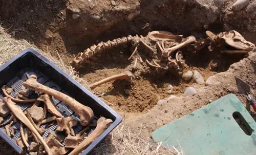 1 The Remains of A 7 Foot Tall Hellhound Were Found Near An Ancient Monastery