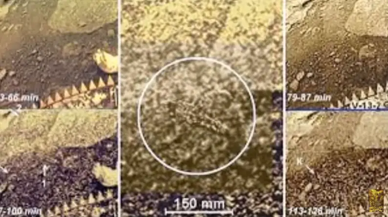 2 Russian Researchers Discovers a Creature on Venus