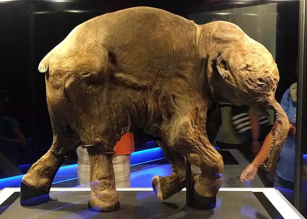 3 Japanese Scientists Revive Long Extinct Woolly Mammoth Cells