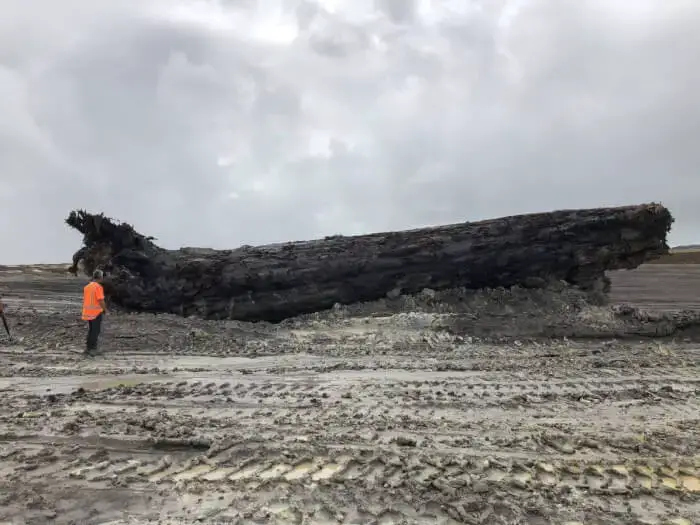 A huge 60-ton log that is more than 40,000 years old was found in a swamp in New Zealand. It might help solve the world’s biggest puzzle