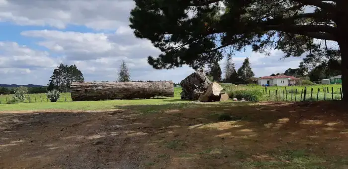 A huge 60-ton log that is more than 40,000 years old was found in a swamp in New Zealand. It might help solve the world’s biggest puzzle