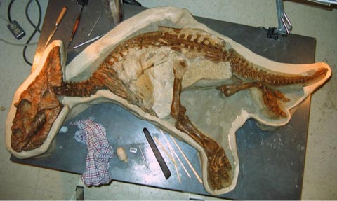 chamosaurus baby skeleton