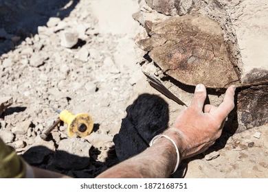paleontologist showing sense scale tortoise 260nw 1872168751